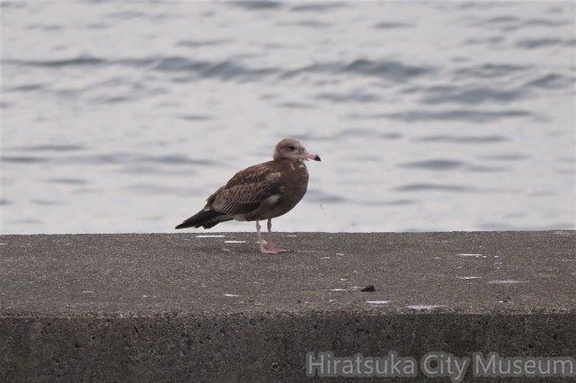 ウミネコ幼鳥2021.09.22平塚（撮影　鈴木真由美）