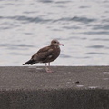 ウミネコ幼鳥2021.09.22平塚（撮影　鈴木真由美）