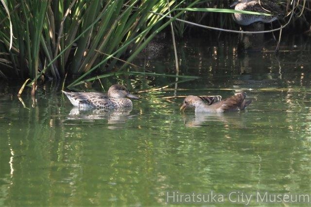 コガモ、バン幼鳥2021.10.11秦野（撮影　鈴木真由美）.jpg