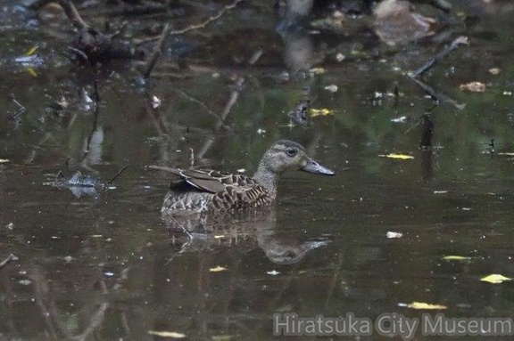 トモエガモ幼鳥2021.09.30平塚（撮影　鈴木真由美）