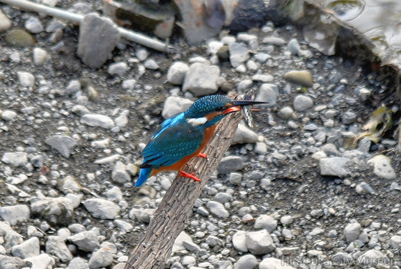 カワセミ♂2021.10.24平塚（撮影　岡根武彦）