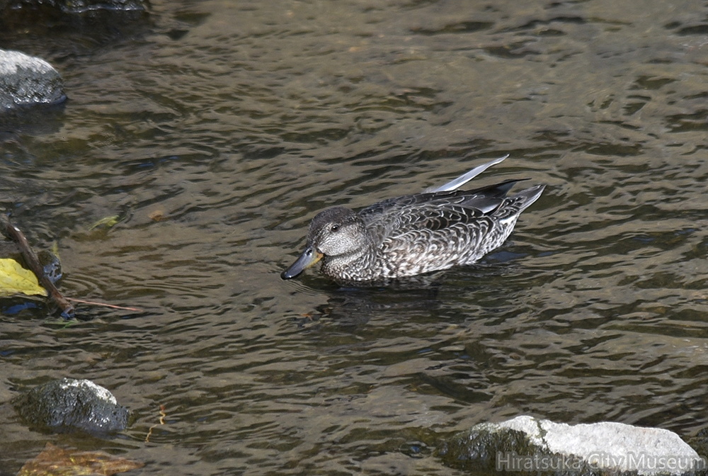 コガモ♀2021.10.24平塚（撮影　岡根武彦）