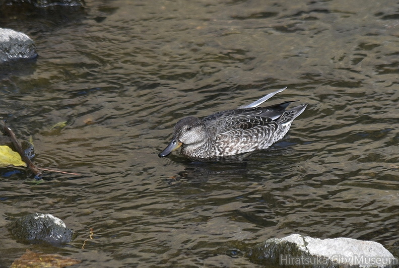 コガモ♀2021.10.24平塚（撮影　岡根武彦）.jpg
