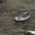 コガモ♀2021.10.24平塚（撮影　岡根武彦）