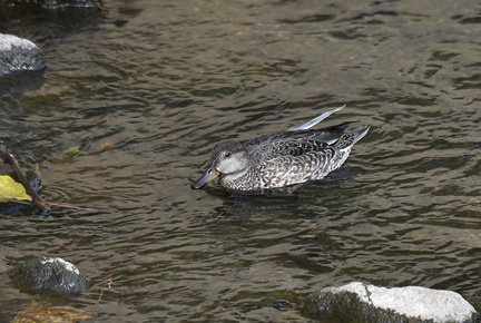 コガモ♀2021.10.24平塚（撮影　岡根武彦）