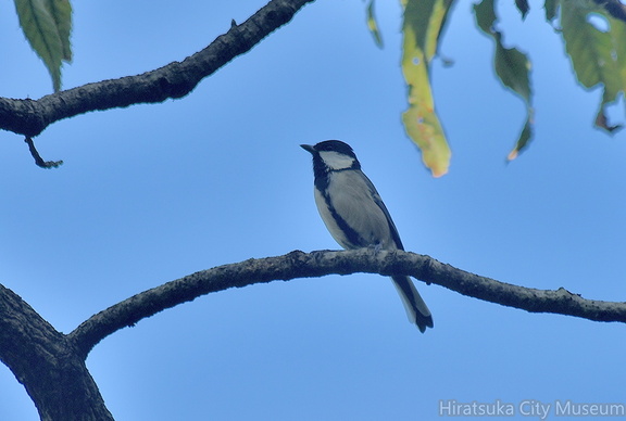 シジュウカラ♀2021.10.05平塚（撮影　岡根武彦）