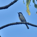 シジュウカラ♀2021.10.05平塚（撮影　岡根武彦）