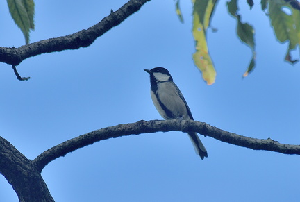 シジュウカラ♀2021.10.05平塚（撮影　岡根武彦）