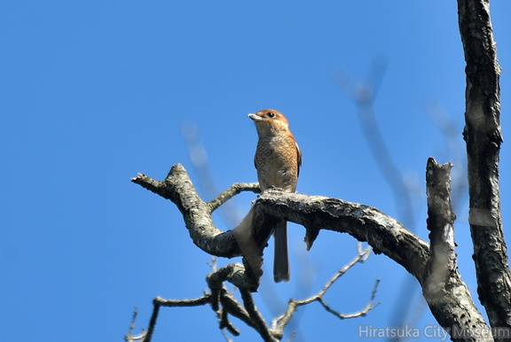 モズ♀2021.10.05平塚（撮影　岡根武彦）