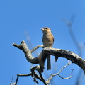 モズ♀2021.10.05平塚（撮影　岡根武彦）