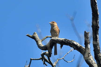 モズ♀2021.10.05平塚（撮影　岡根武彦）