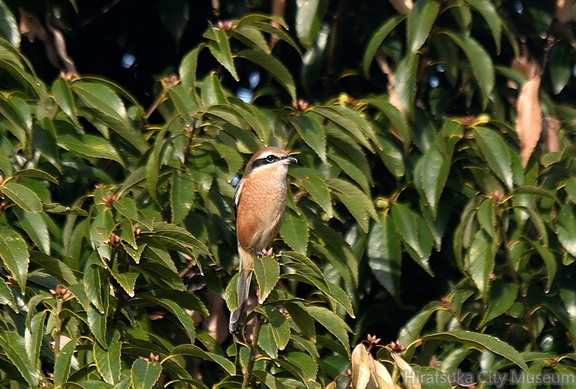 モズ♀2021.10.24平塚（撮影　岡根武彦）