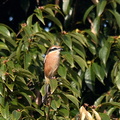 モズ♀2021.10.24平塚（撮影　岡根武彦）