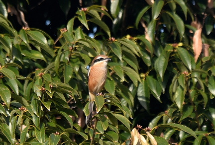 モズ♀2021.10.24平塚（撮影　岡根武彦）