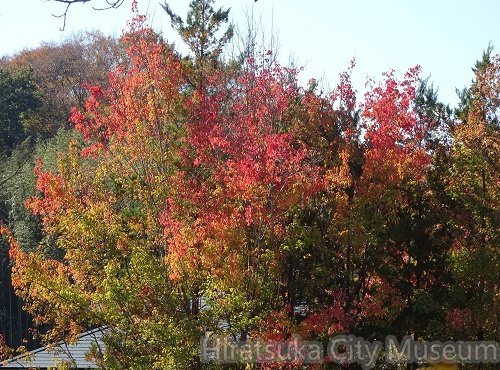 カエデの紅葉2021.11.15平塚（撮影　松本富美江）.jpg