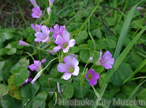 ムラサキカタバミ2021.11.01平塚（撮影　松本富美江）.jpg