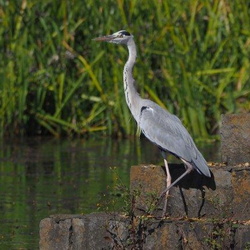 平塚と周辺の鳥（撮影　鈴木真由美）