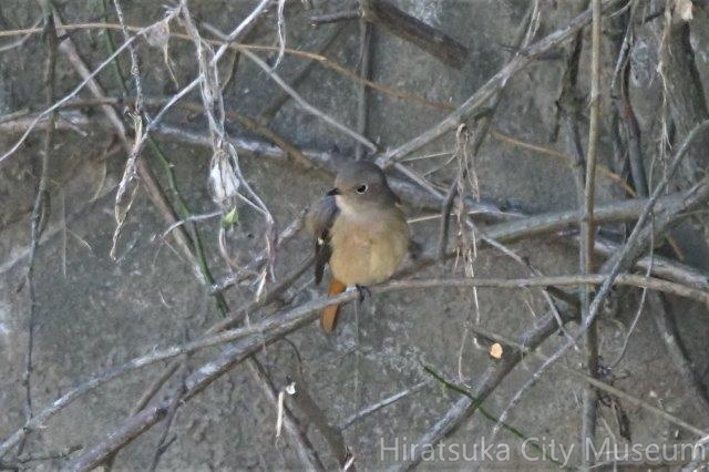 ジョウビタキ♀2021.10.28平塚（撮影　鈴木真由美）.jpg