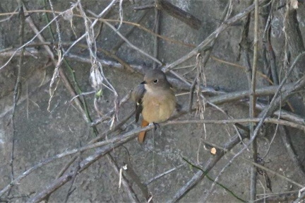 ジョウビタキ♀2021.10.28平塚（撮影　鈴木真由美）
