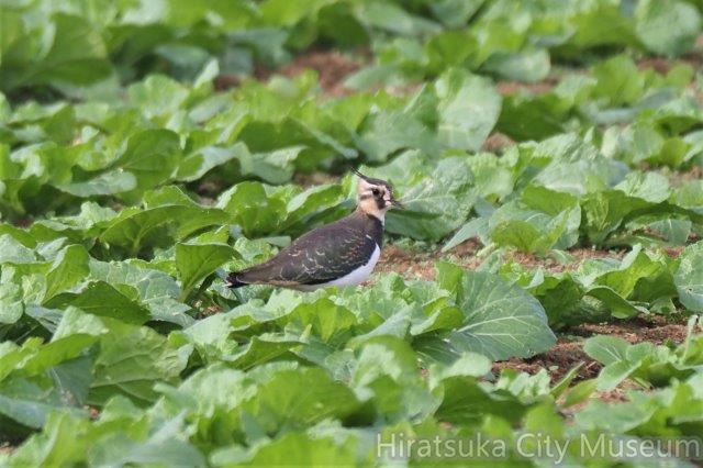 タゲリ幼鳥2021.11.01平塚（撮影　鈴木真由美）.jpg