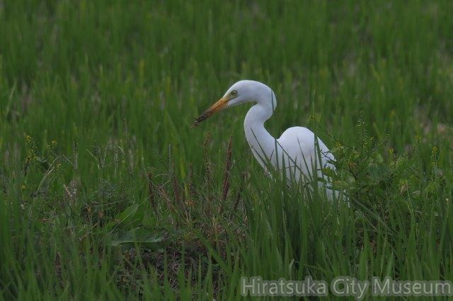 チュウサギ2021.11.02平塚（撮影　鈴木真由美）.jpg