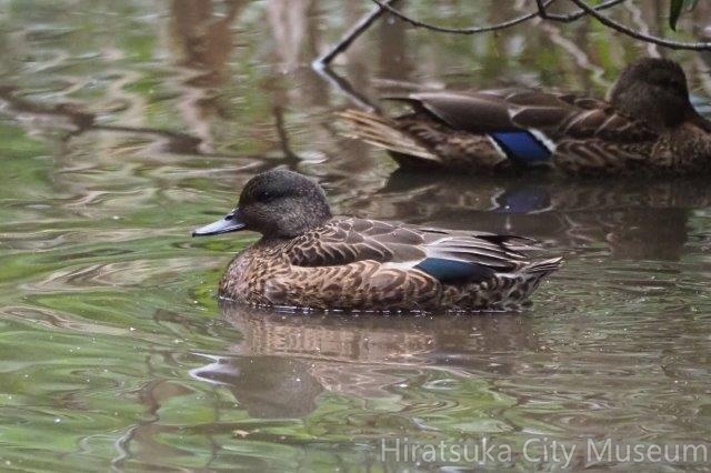 ヨシガモ幼鳥2021.10.25平塚（撮影　鈴木真由美）.jpg