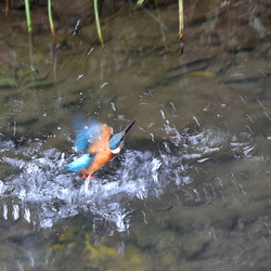 平塚の野鳥（撮影　岡根武彦）