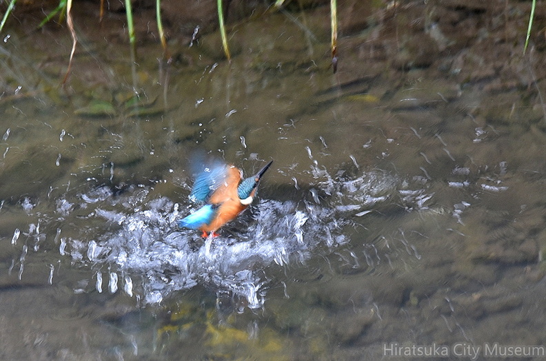 カワセミ♂2021.11.01平塚（撮影　岡根武彦）.jpg