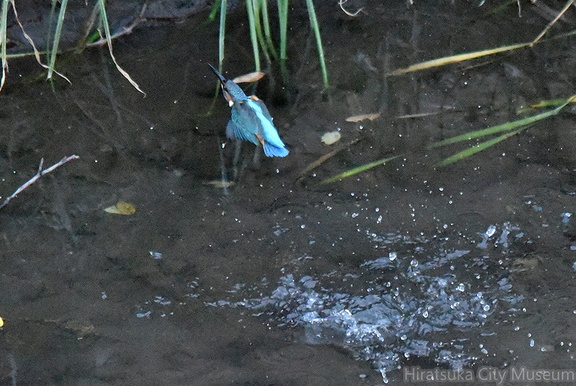 カワセミ♂2021.11.14平塚（撮影　岡根武彦）