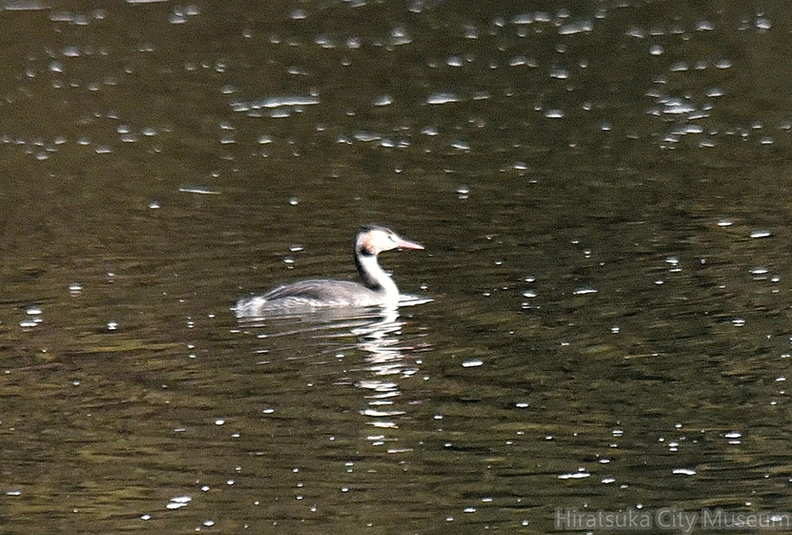 カンムリカイツブリ2021.11.19平塚（撮影　岡根武彦）.jpg