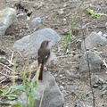 ジョウビタキ♀2021.11.06平塚（撮影　岡根武彦）