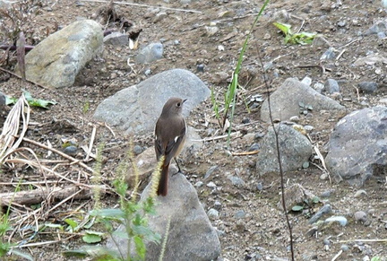 ジョウビタキ♀2021.11.06平塚（撮影　岡根武彦）