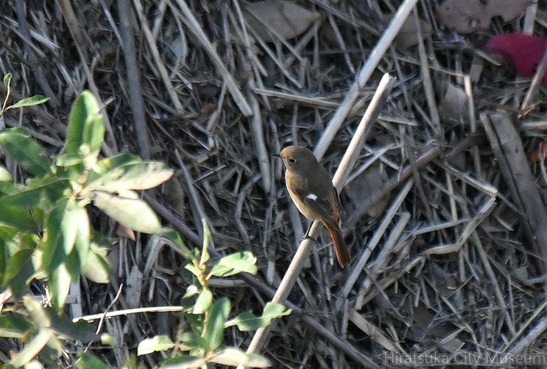 ジョウビタキ♀2021.11.15平塚（撮影　岡根武彦）.jpg