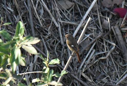 ジョウビタキ♀2021.11.15平塚（撮影　岡根武彦）