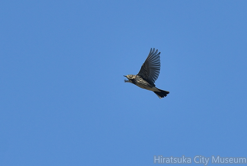 タヒバリ2021.11.11平塚（撮影　岡根武彦）.jpg
