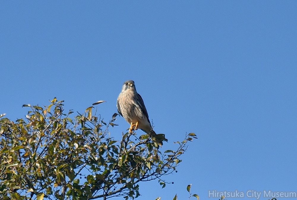 チョウゲンボウ♂2021.11.23平塚（撮影　岡根武彦）