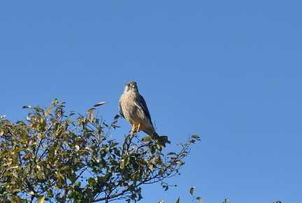 チョウゲンボウ♂2021.11.23平塚（撮影　岡根武彦）