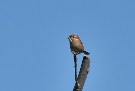 モズ♀2021.11.11平塚（撮影　岡根武彦）