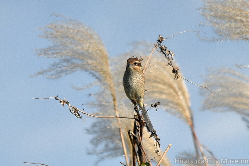 モズ♀2021.11.23平塚（撮影　岡根武彦）.jpg