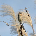 モズ♀2021.11.23平塚（撮影　岡根武彦）