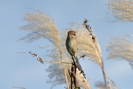 モズ♀2021.11.23平塚（撮影　岡根武彦）