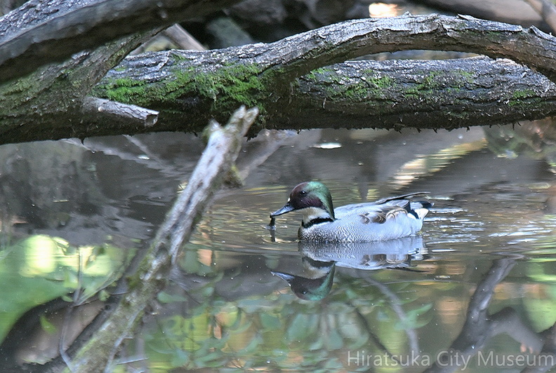 ヨシガモ♂2021.10.28平塚（撮影　岡根武彦）.jpg