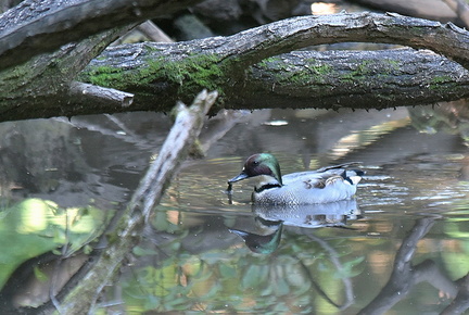 ヨシガモ♂2021.10.28平塚（撮影　岡根武彦）