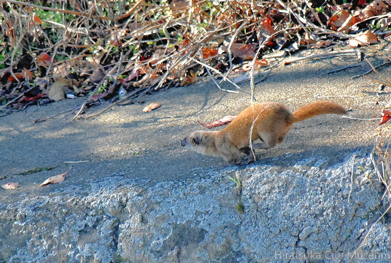 イタチ2021.11.15花水川（撮影　岡根武彦）.jpg
