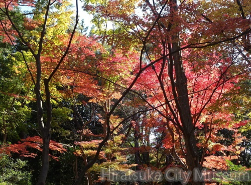 総合公園・日本庭園2021.11.26平塚（撮影　松本富美江）.jpg
