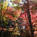 総合公園・日本庭園2021.11.26平塚（撮影　松本富美江）