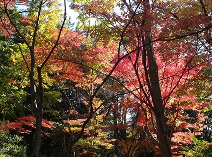総合公園・日本庭園2021.11.26平塚（撮影　松本富美江）