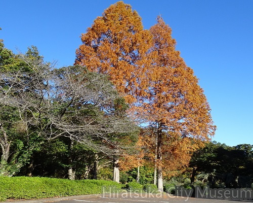 メタセコイヤ2021.11.24平塚（撮影　松本富美江）.jpg