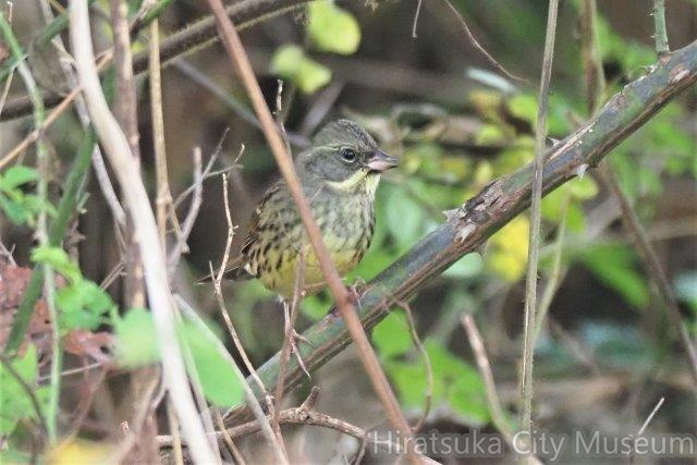 アオジ2021.11.23平塚（撮影　鈴木真由美）.jpg