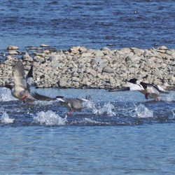 平塚と周辺の鳥（撮影　鈴木真由美）